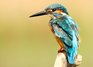 blue and brown bird on brown tree trunk