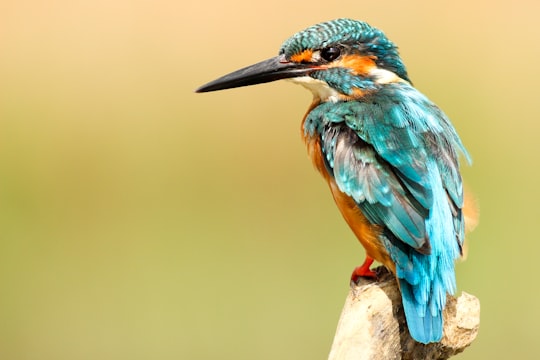 blue and brown bird on brown tree trunk in Hunei District Taiwan