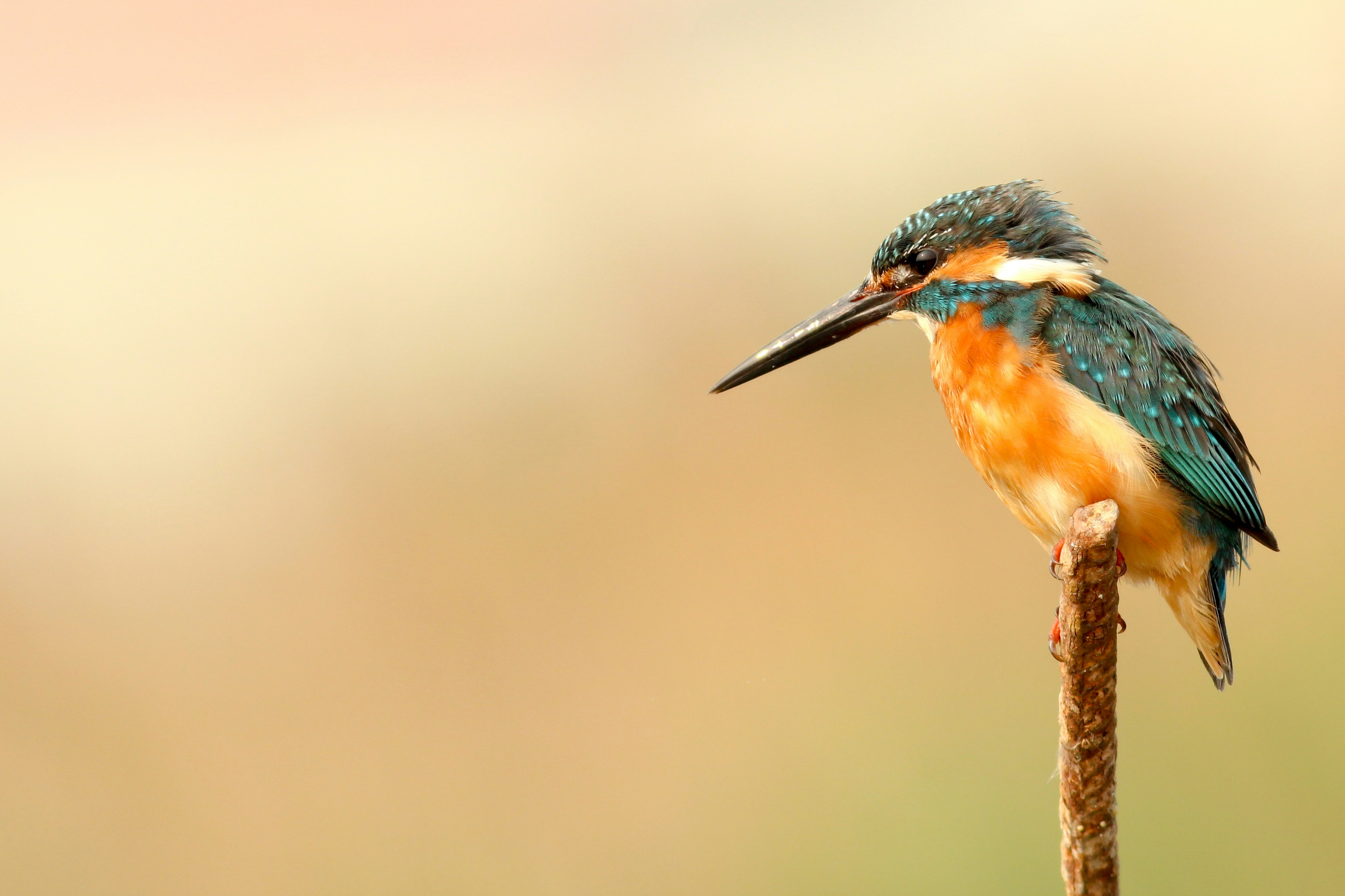 Free Unsplash photo from Boris  Smokrovic