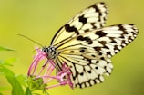 closeup photography of butterfly on flower