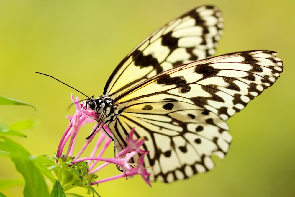 Fotografía de primer plano de mariposa en flor