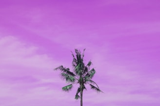 Palm tree standing tall against a deep purple background with the faint outline of a pool shimmering in the distance.