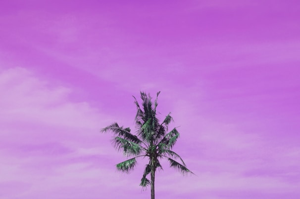Palm tree standing tall against a deep purple background with the faint outline of a pool shimmering in the distance.
