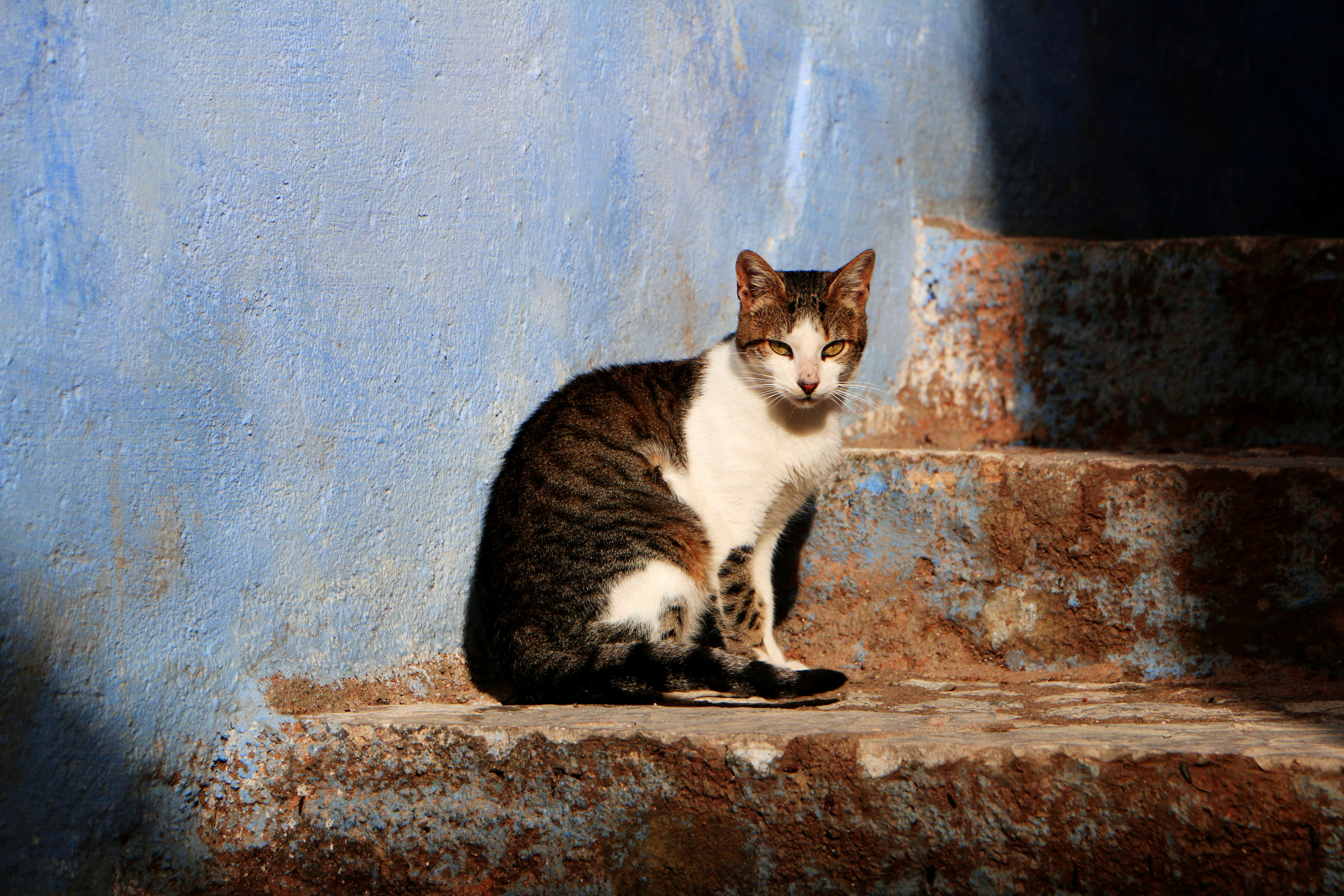 Free Unsplash photo from X Zhao