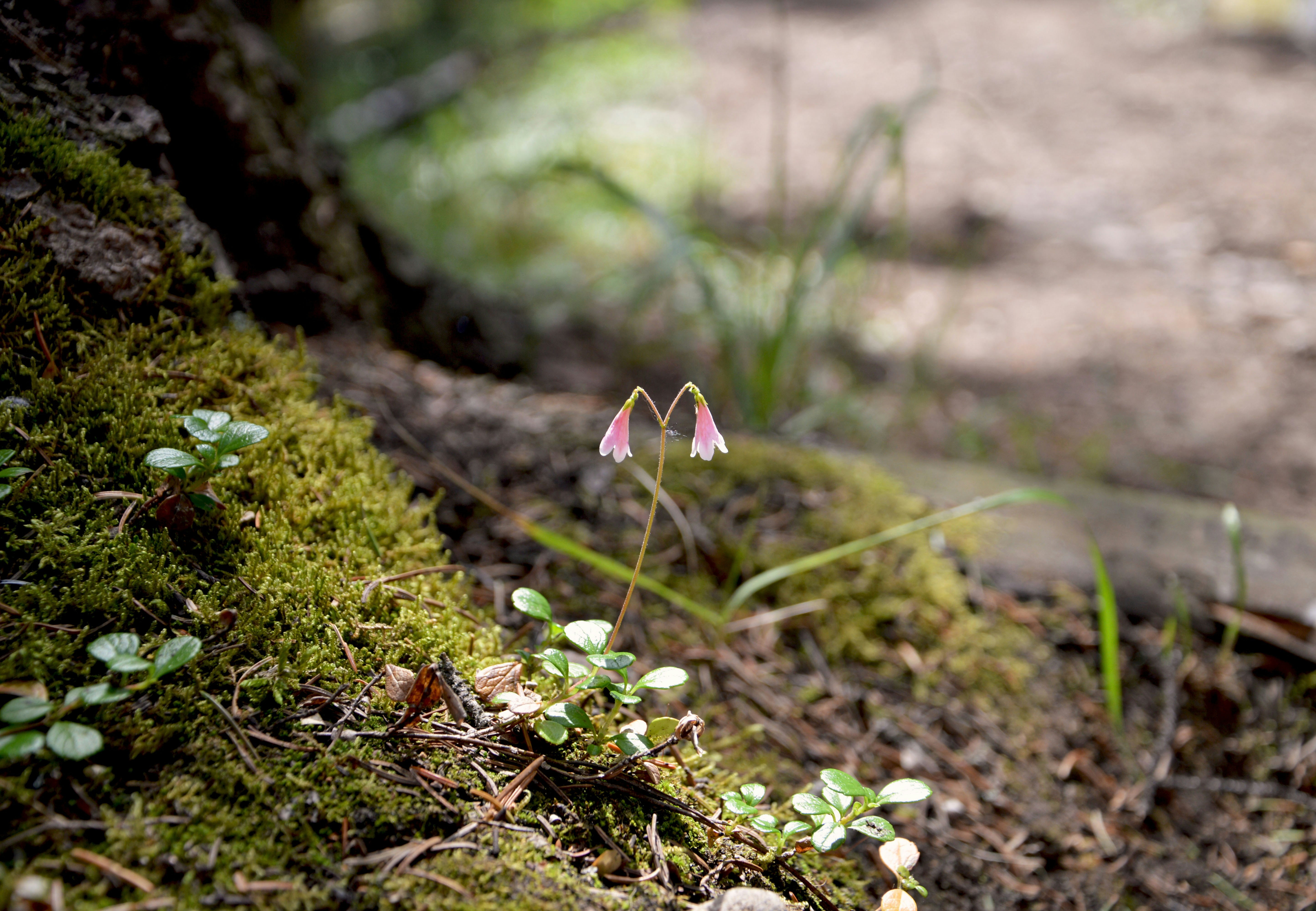 Free Unsplash photo from Linda Schwarz