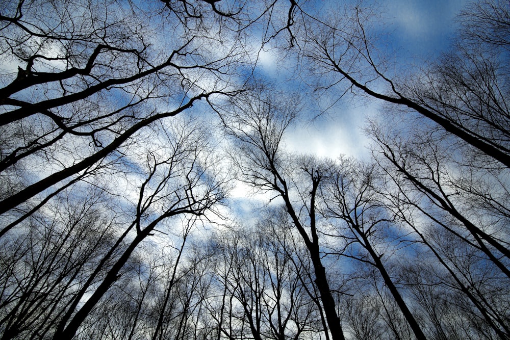Árvores nuas sob o céu alaranjado