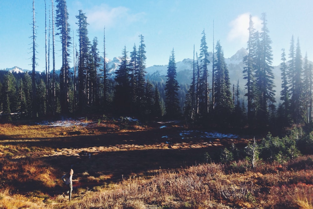 landscape photography of pine trees