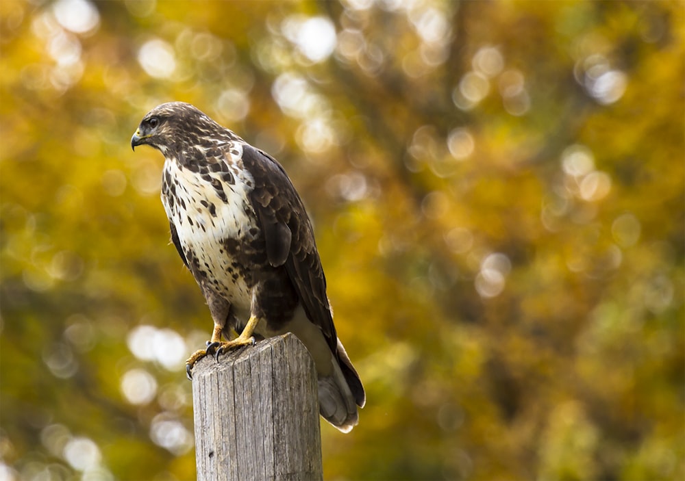 brown eagle on gray wooden fence in tilt shift photography