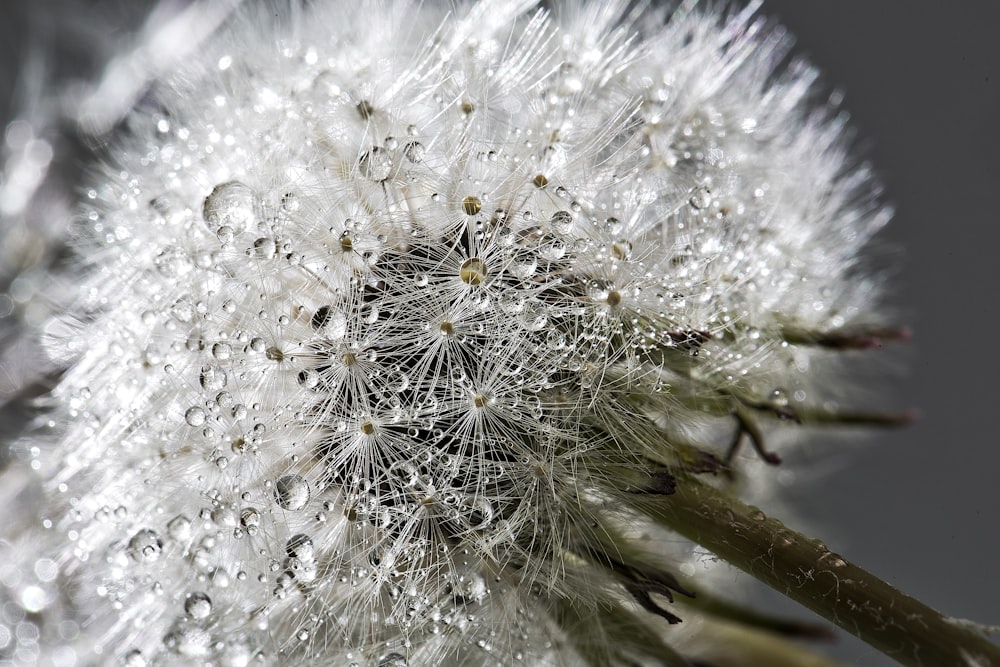 white flower close-up photography