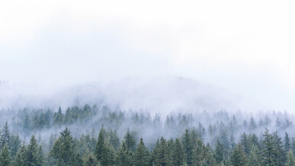 aerial photo of trees in front of mountain