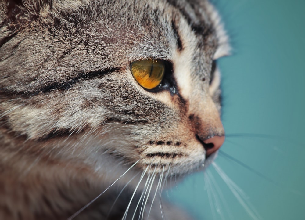 macro photography of tabby cat