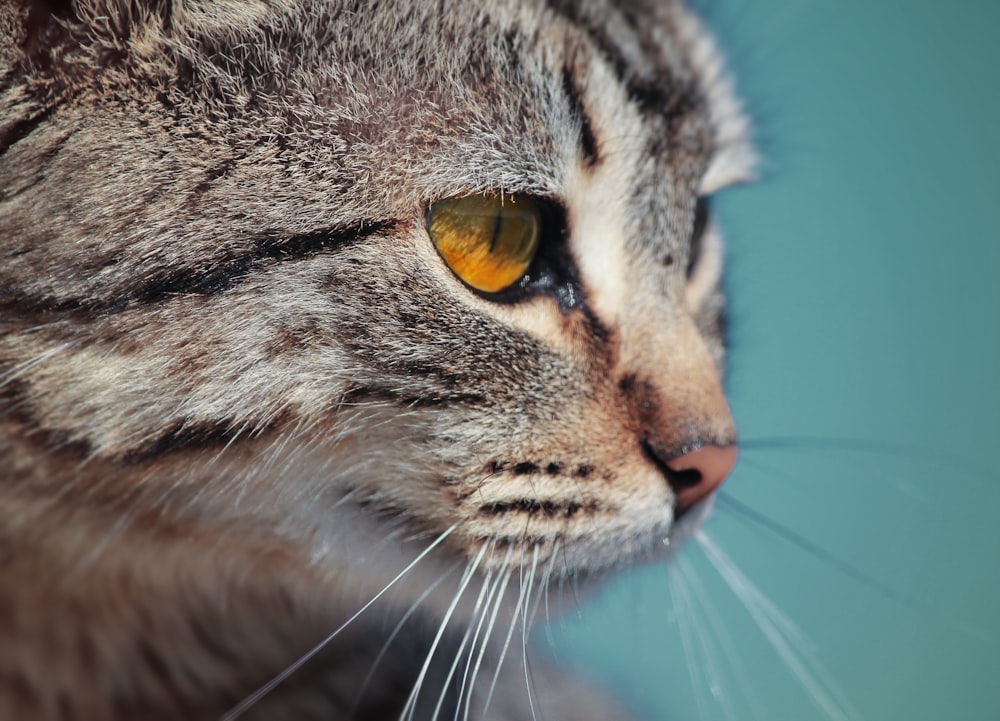 Fotografía macro de gato atigrado