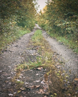 A narrow, dirt path flanked by dense green foliage stretches into the distance, suggesting a secluded, serene forest setting. The ground is covered with patches of grass and scattered fallen leaves, providing a sense of tranquility and connection with nature.