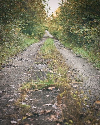 A narrow, dirt path flanked by dense green foliage stretches into the distance, suggesting a secluded, serene forest setting. The ground is covered with patches of grass and scattered fallen leaves, providing a sense of tranquility and connection with nature.