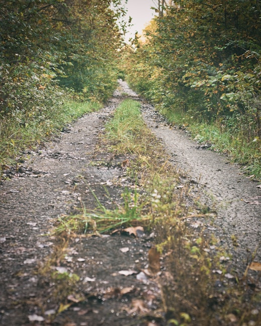 A narrow, dirt path flanked by dense green foliage stretches into the distance, suggesting a secluded, serene forest setting. The ground is covered with patches of grass and scattered fallen leaves, providing a sense of tranquility and connection with nature.