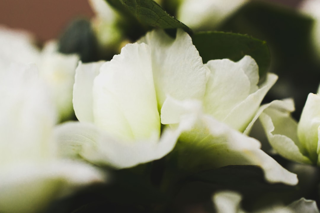 shallow focus photo of white flowers