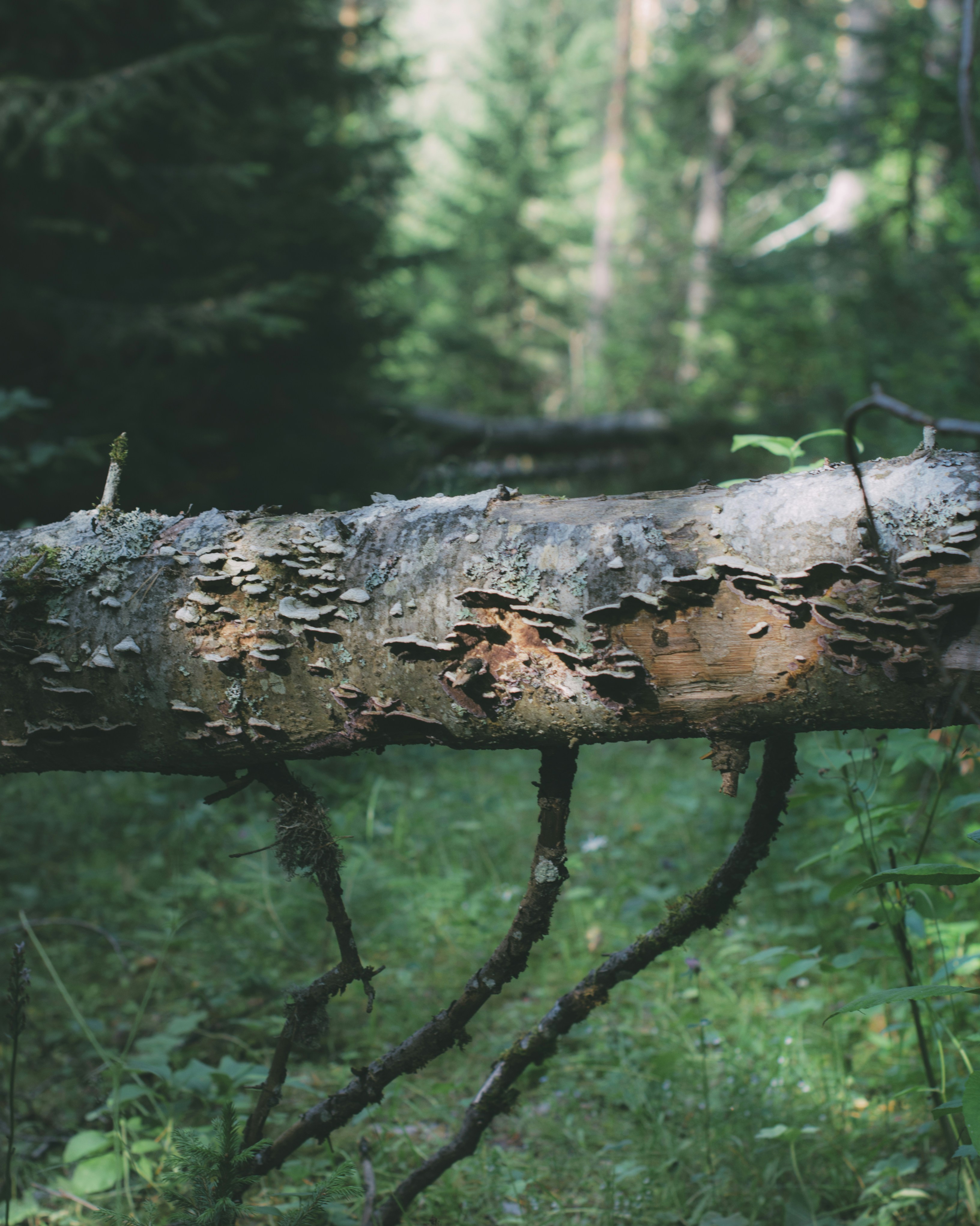 Free Unsplash photo from Roman Akhmerov