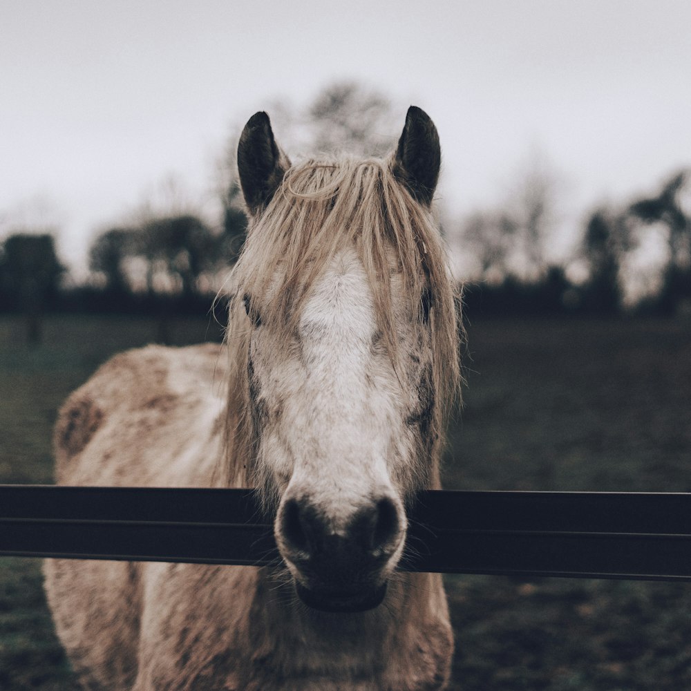 brown and white horse on grass