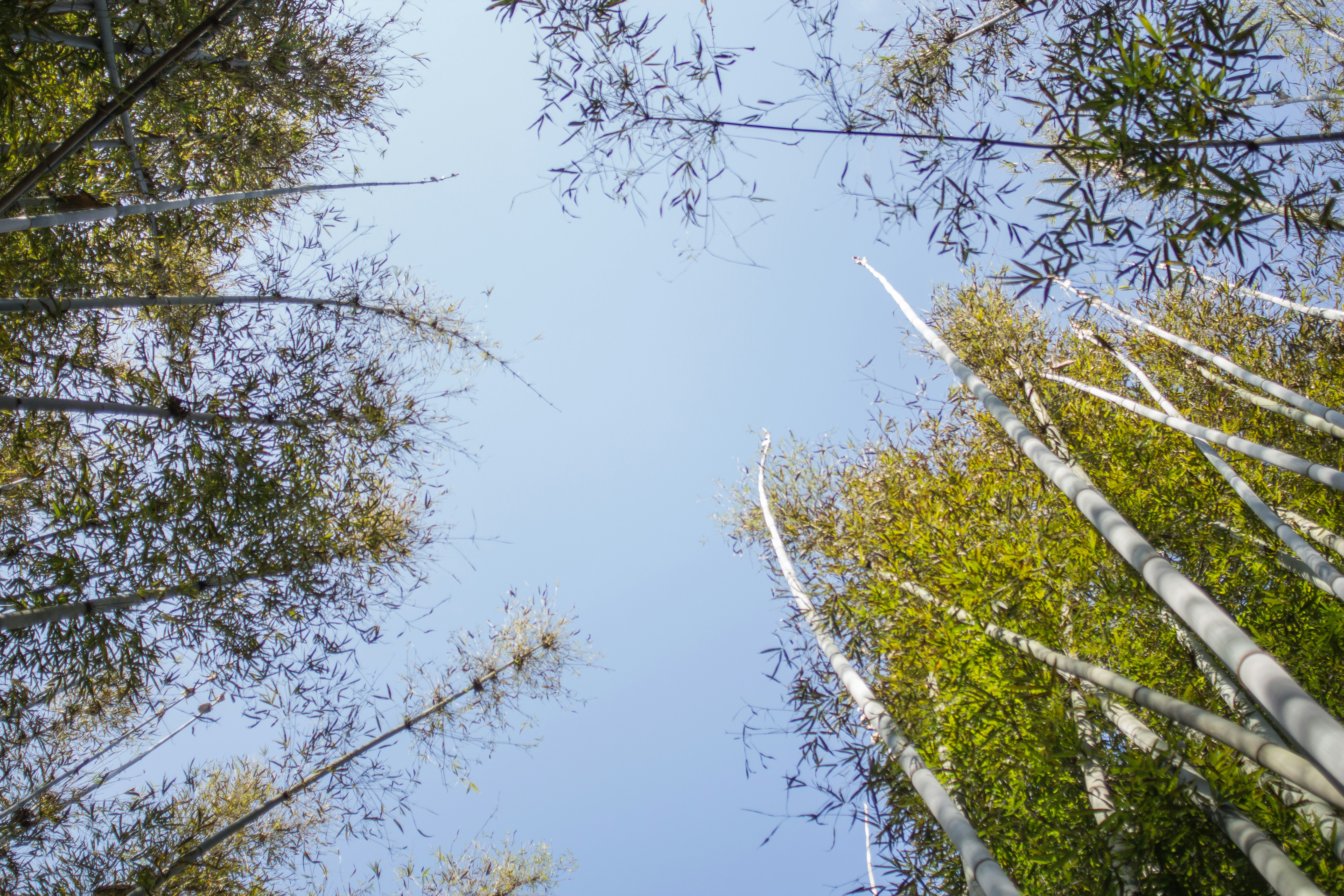 Free Unsplash photo from John Sin