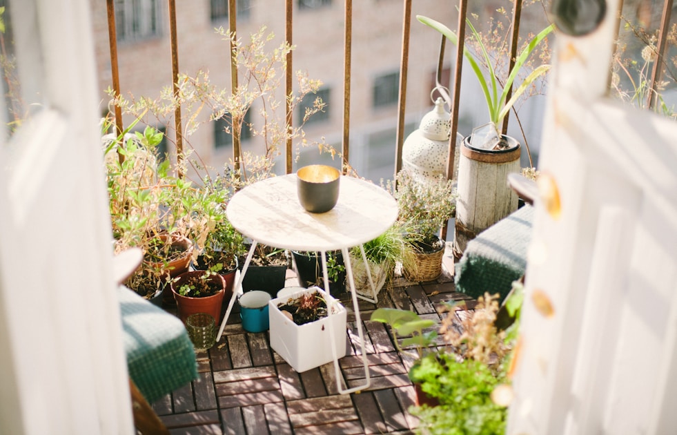 Overwintering balcony plants indoors: step-by-step visual example