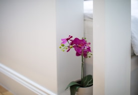 A vibrant purple orchid plant placed in a neutral-toned room. The plant is positioned near a white piece of furniture, enhancing the contrast between the bold colors of the flowers and the muted surroundings.