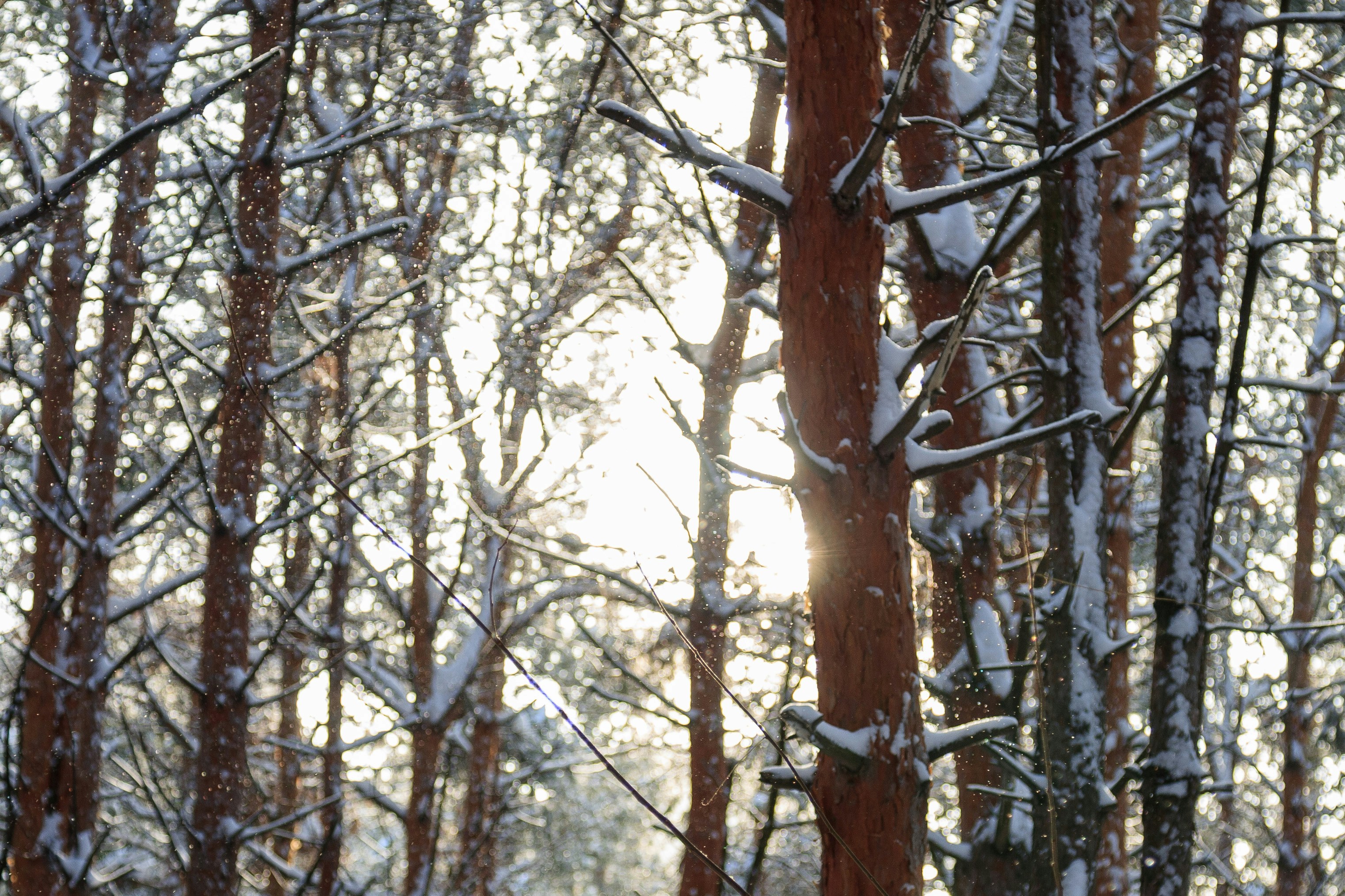 Free Unsplash photo from Alexander Savonin