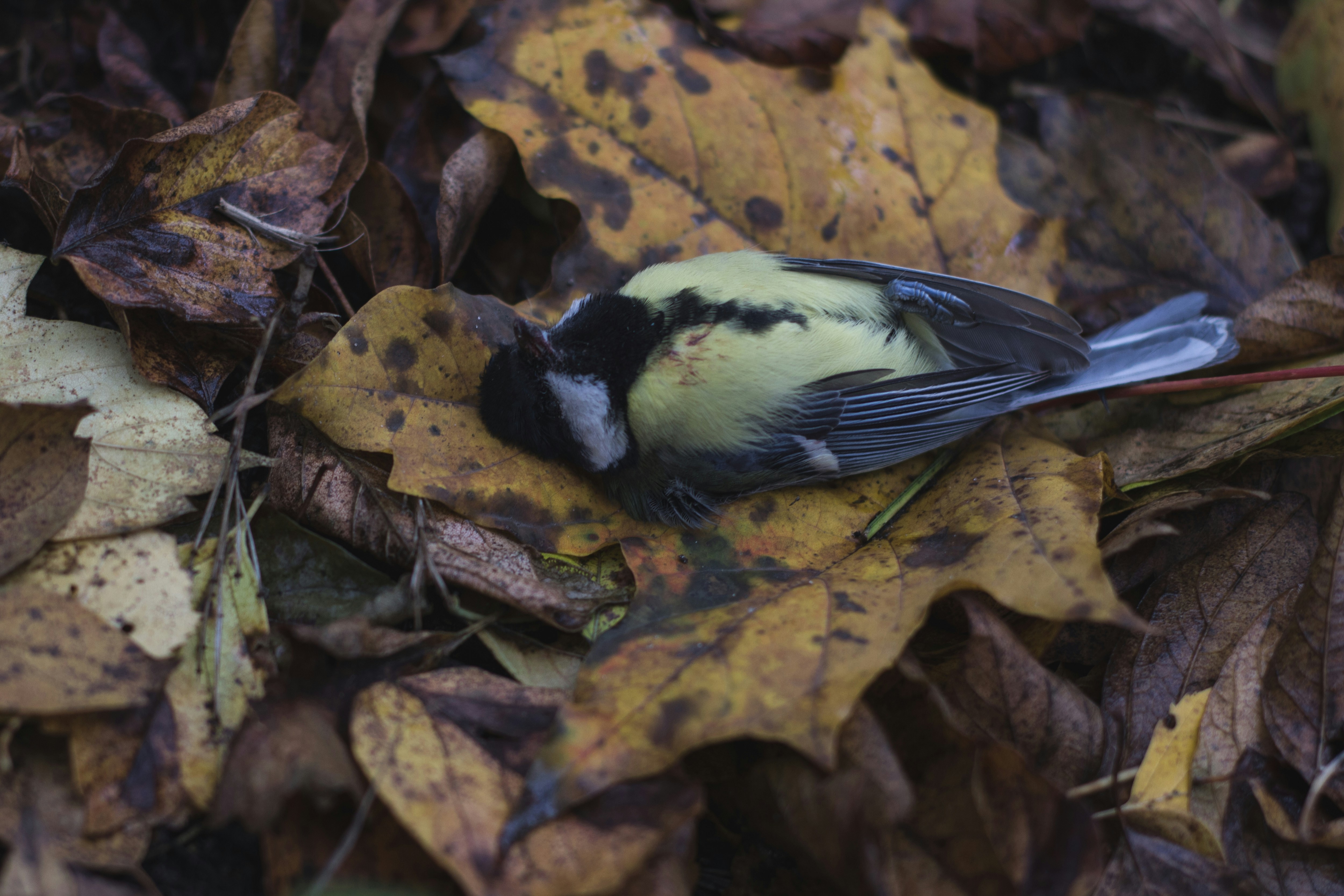 Free Unsplash photo from Asya Vee