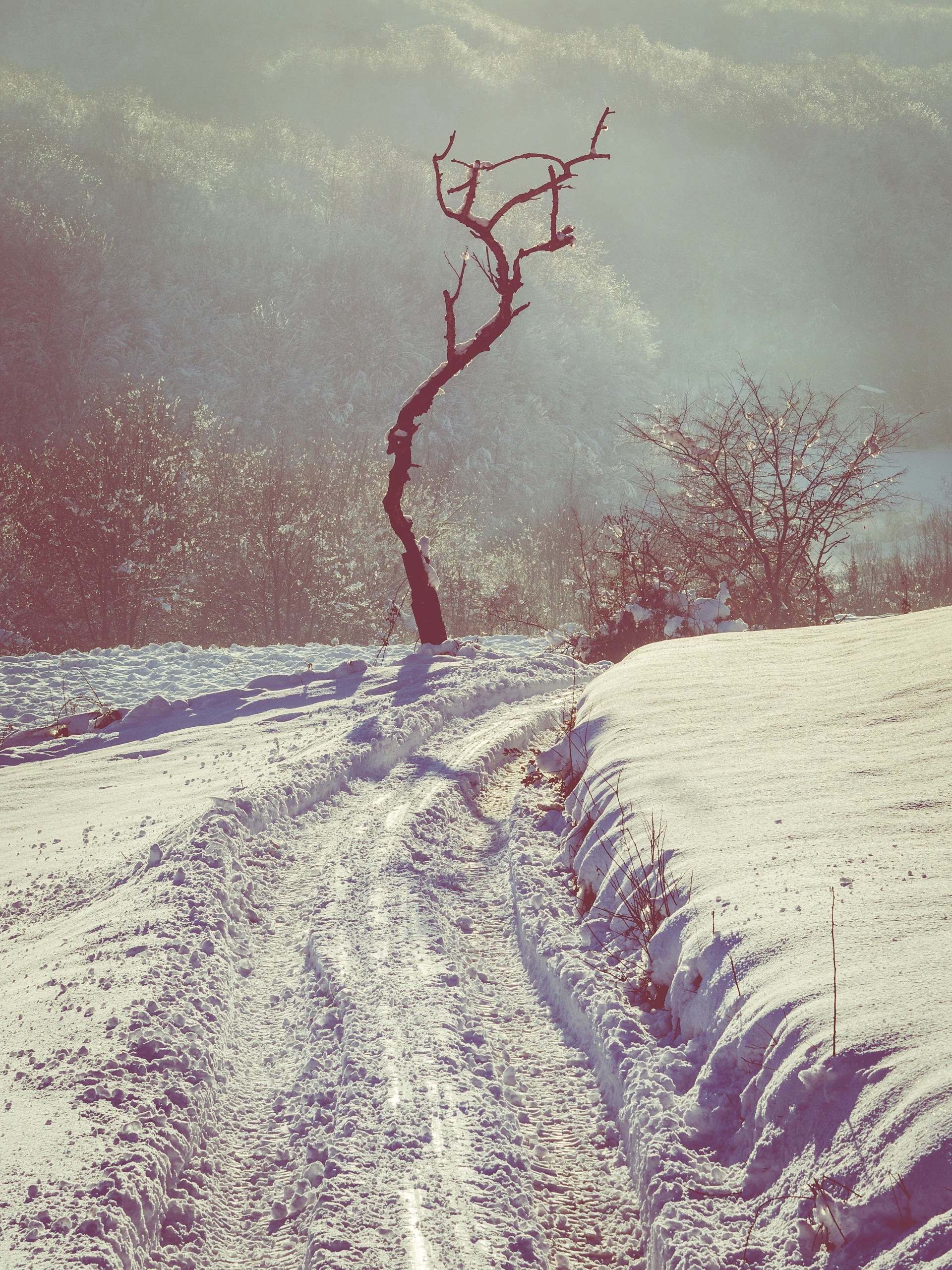 Free Unsplash photo from Ivan Vranić