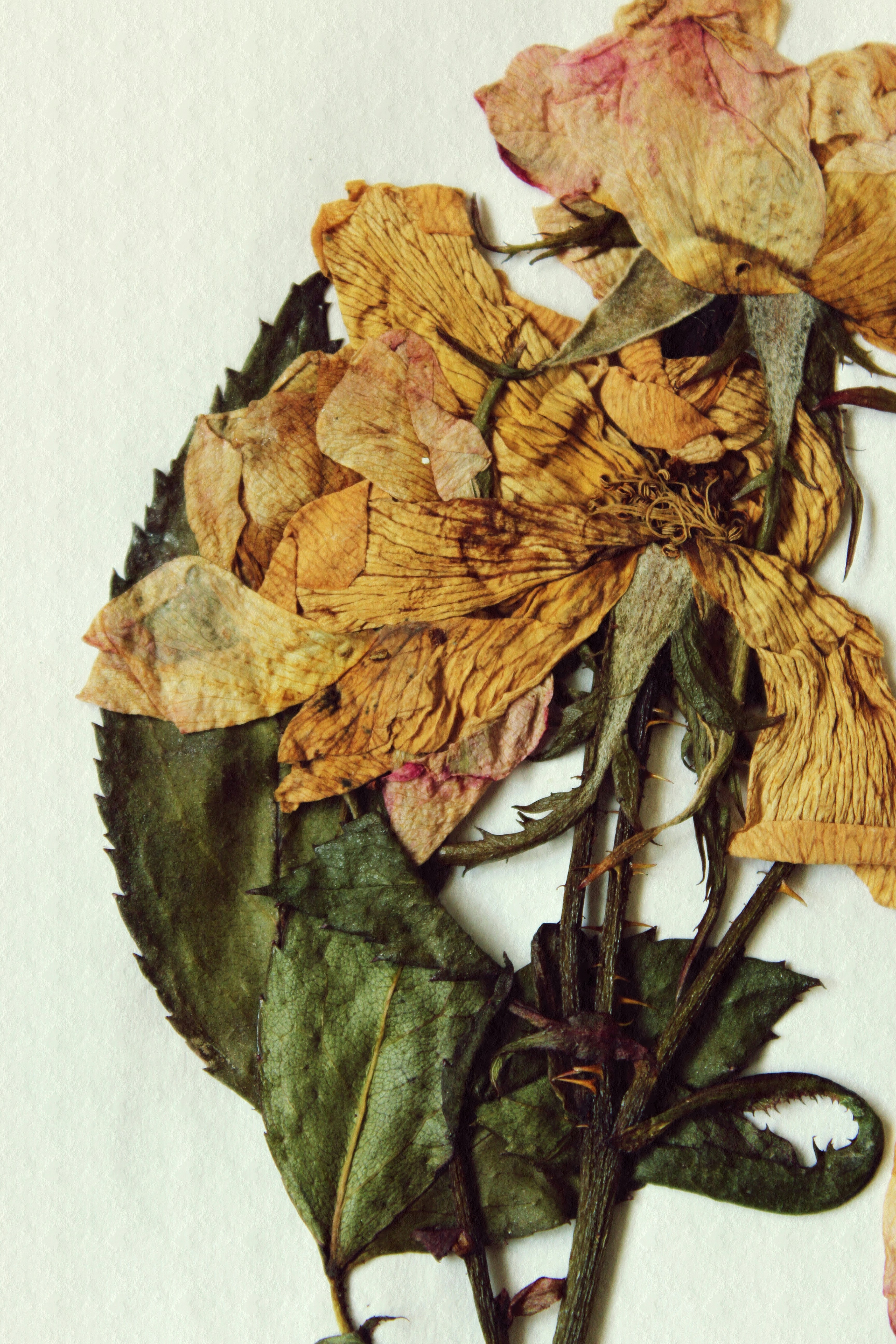 The Longevity of Preserved Roses: How Long...