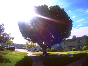 A friendly arborist inspecting a large oak tree in a sunny Euless neighborhood.