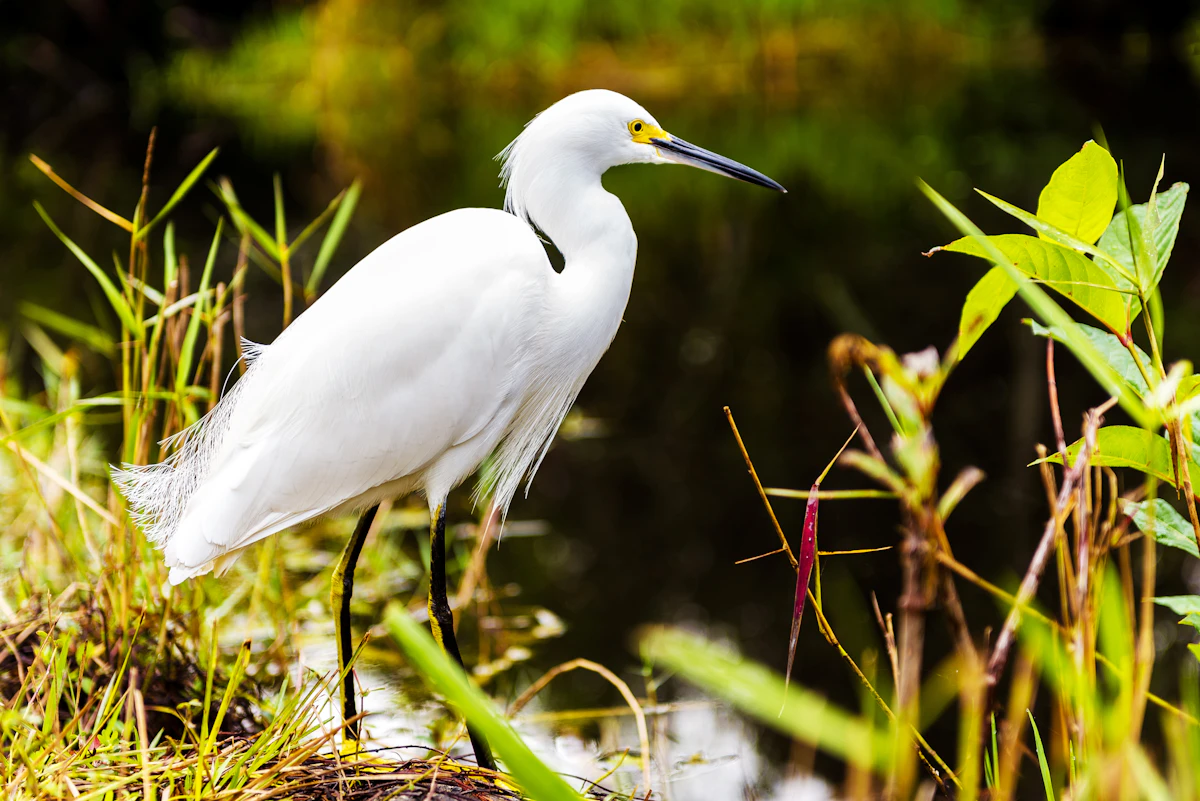 Snowy egret in the Florida Everglades