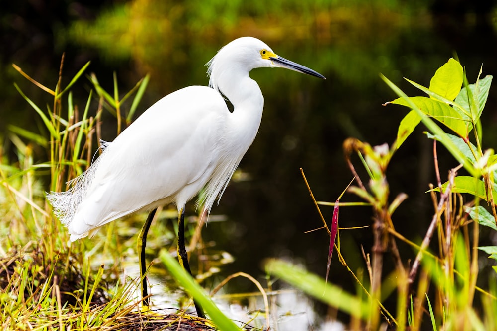 white crane standing on body of water during daytime