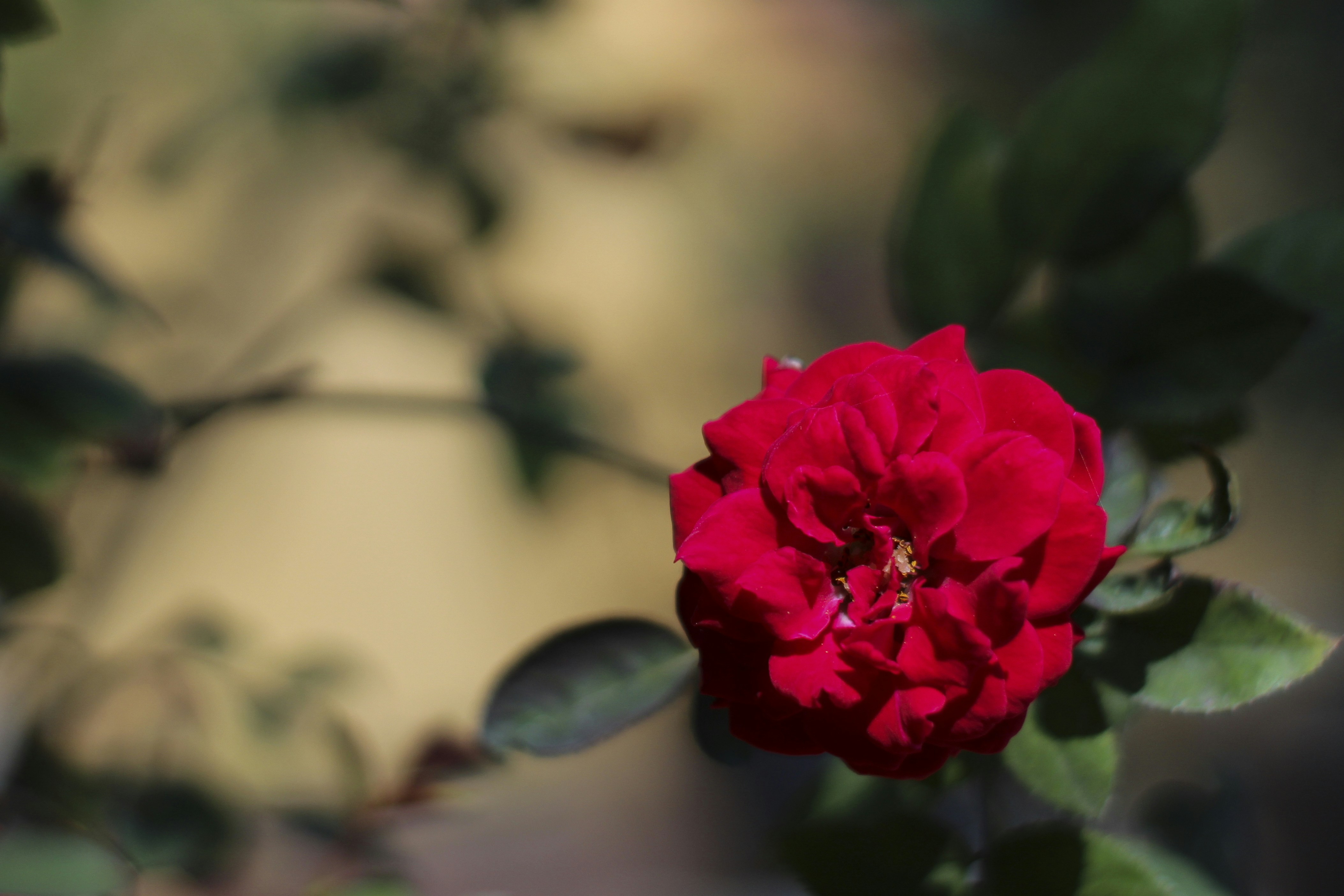 Free Unsplash photo from Carlos Rejon