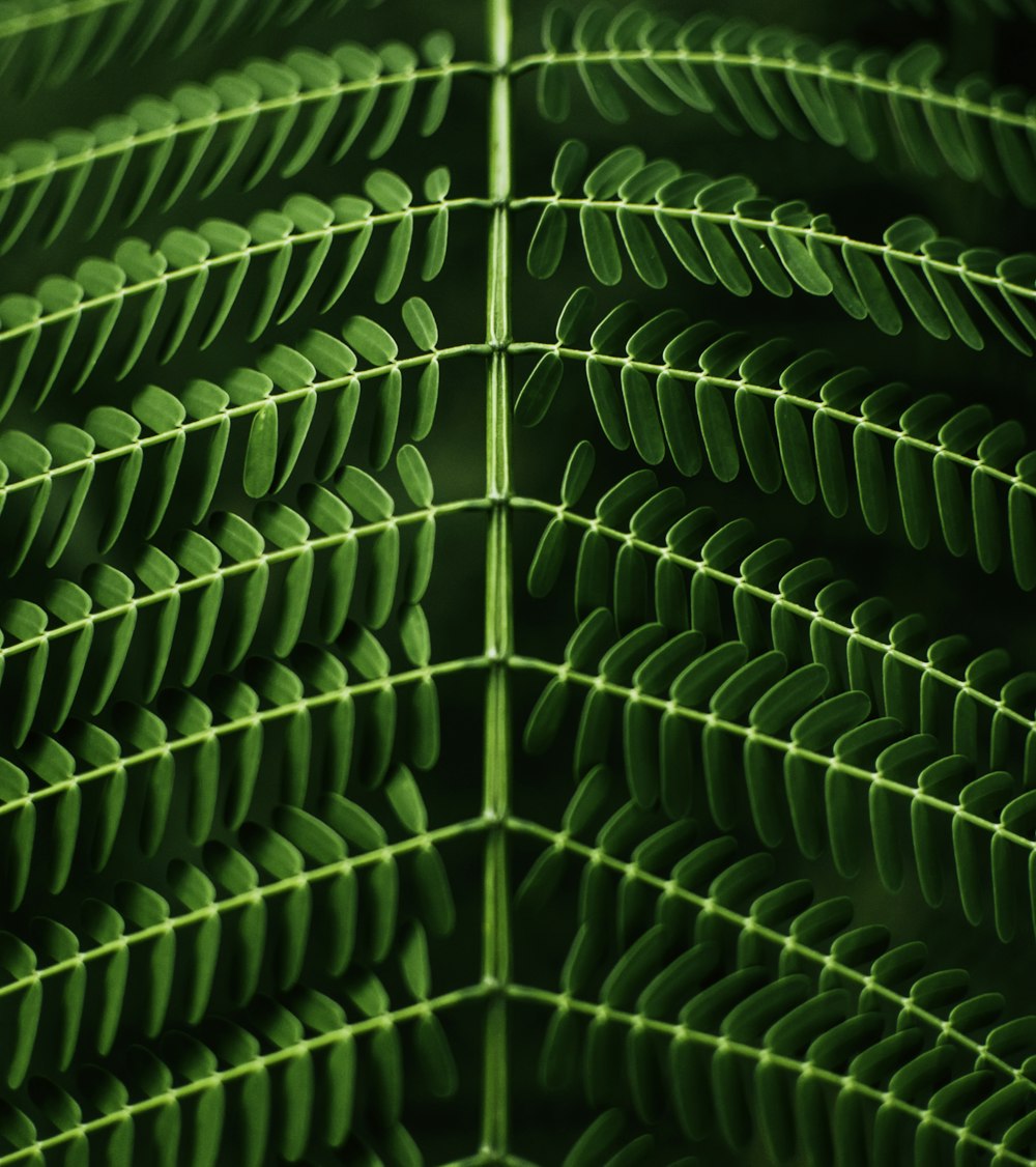 Fotografia macro di pianta a foglia verde