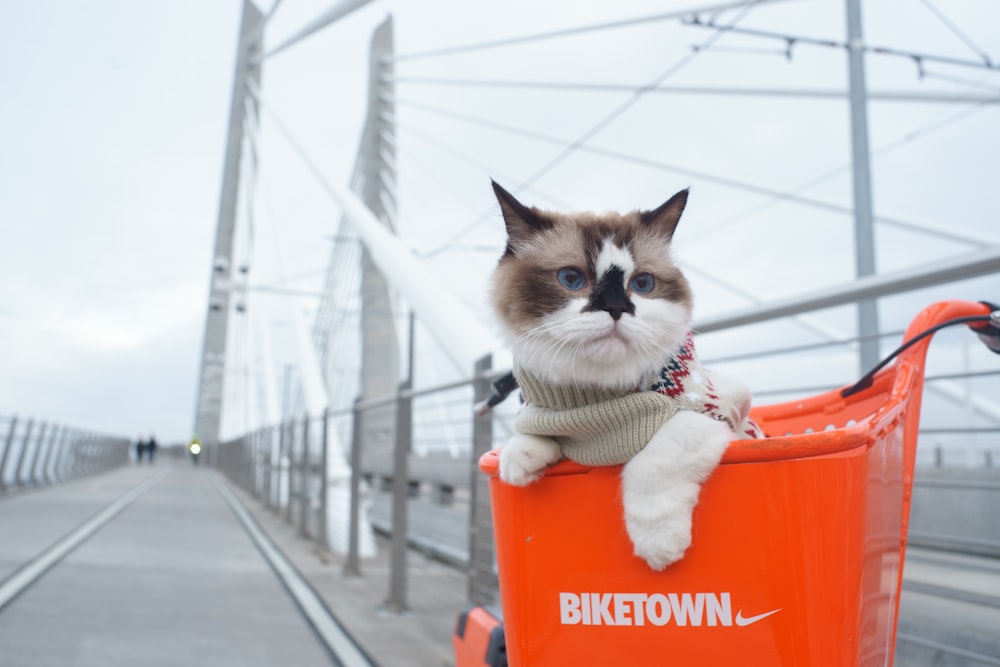 Fokussiertes Foto einer kurzhaarigen weißen Katze auf orangefarbenem Kasten