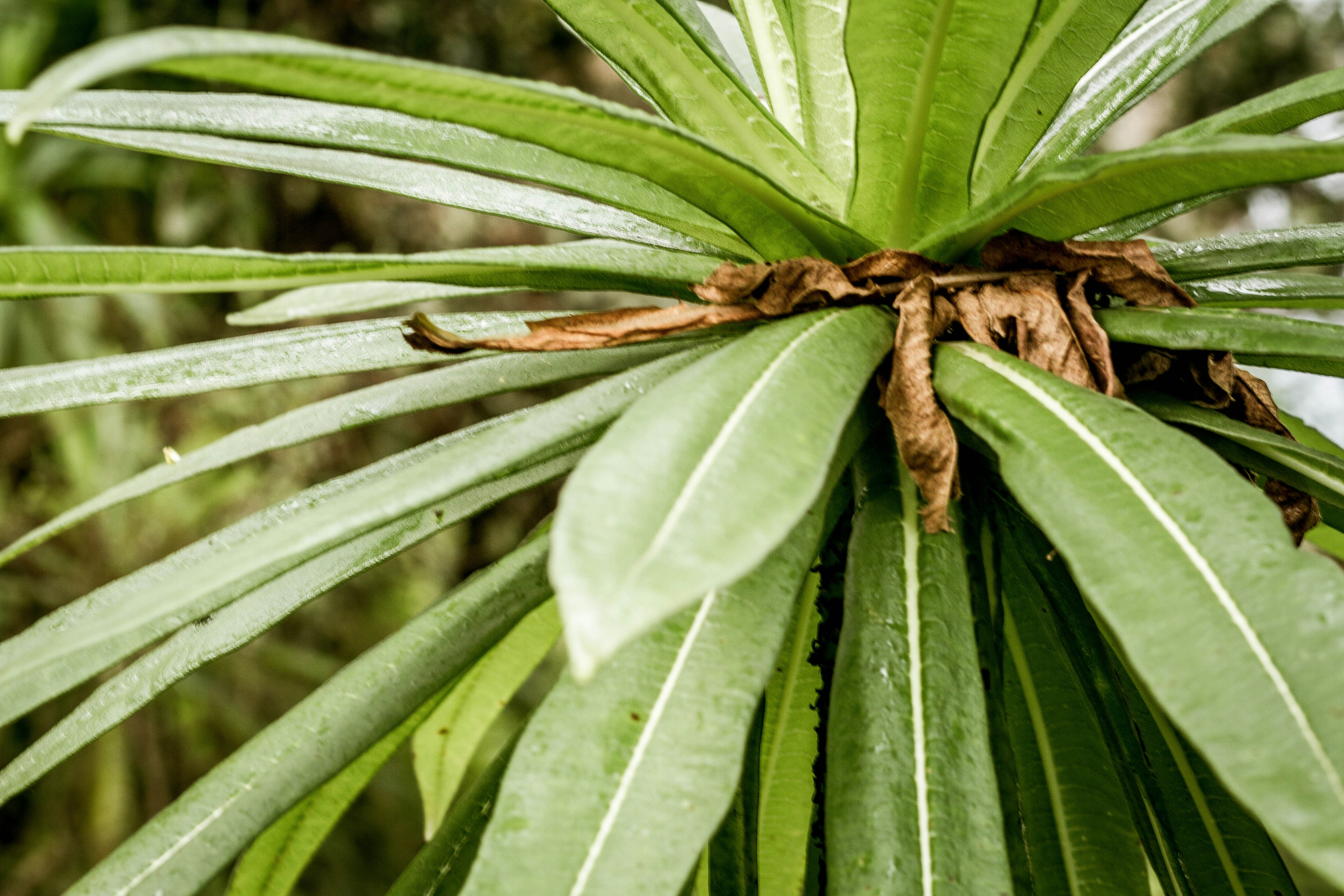 Free Unsplash photo from Ian Njuguna