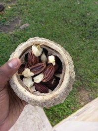 A hand holding an open cocoa pod with several cocoa beans and white pulp visible inside. The surrounding area is green grass.