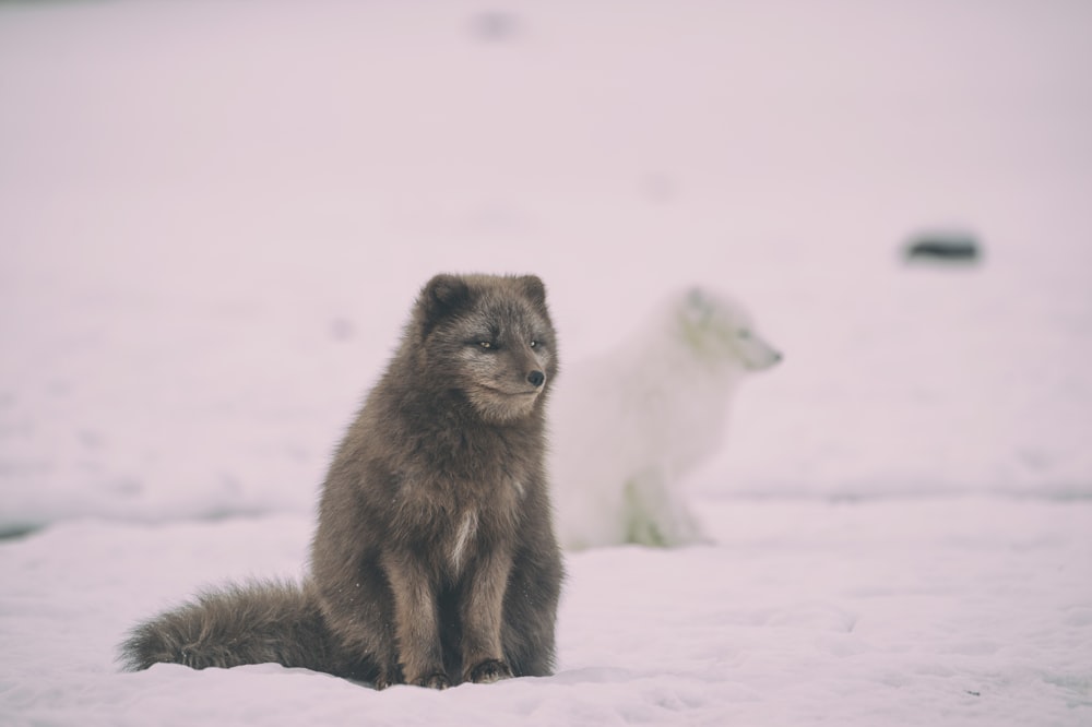 얼음 위의 두 마리의 흰색과 검은색 늑대