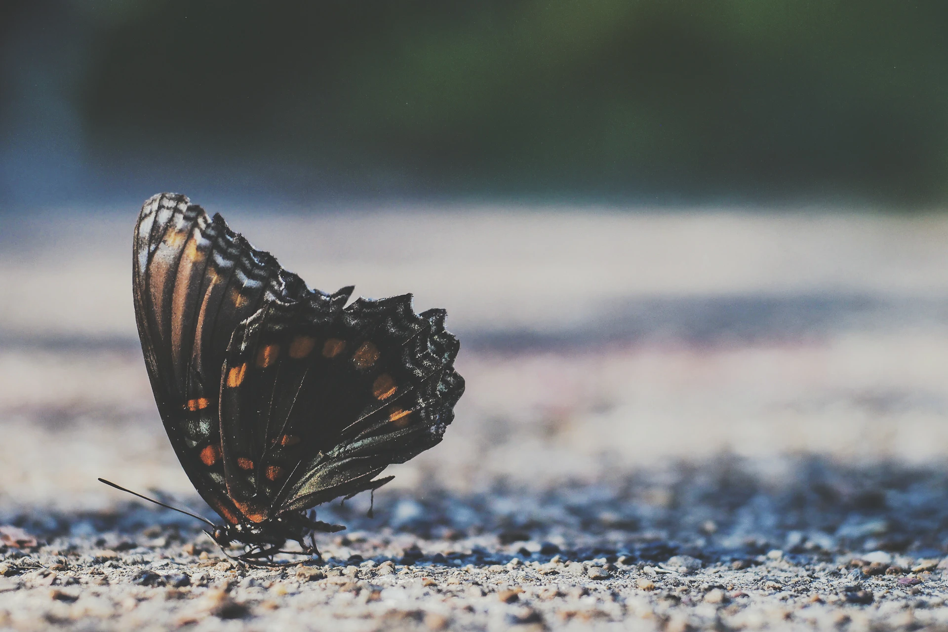 A soft-focus image of a butterfly resting on a dark, textured surface illuminated by deep burgundy and charcoal tones.