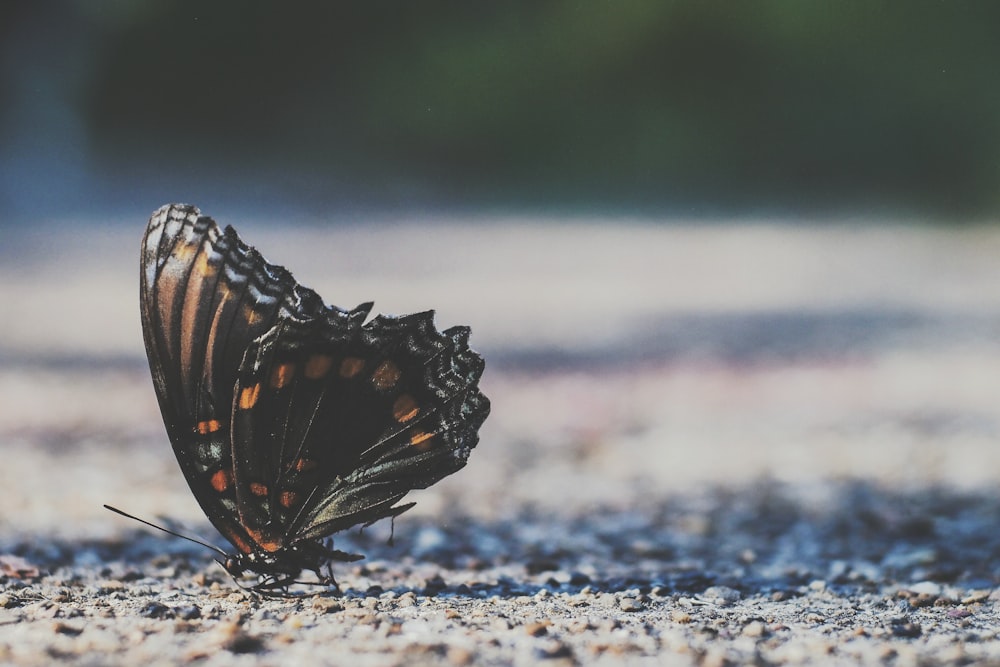 mariposa marrom em solo cinzento