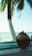 A fresh coconut with the top sliced open sits on a wooden table, with the backdrop of a serene ocean view and a palm tree. The scene suggests a tropical setting with a relaxed atmosphere.