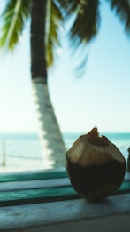 A fresh coconut with the top sliced open sits on a wooden table, with the backdrop of a serene ocean view and a palm tree. The scene suggests a tropical setting with a relaxed atmosphere.