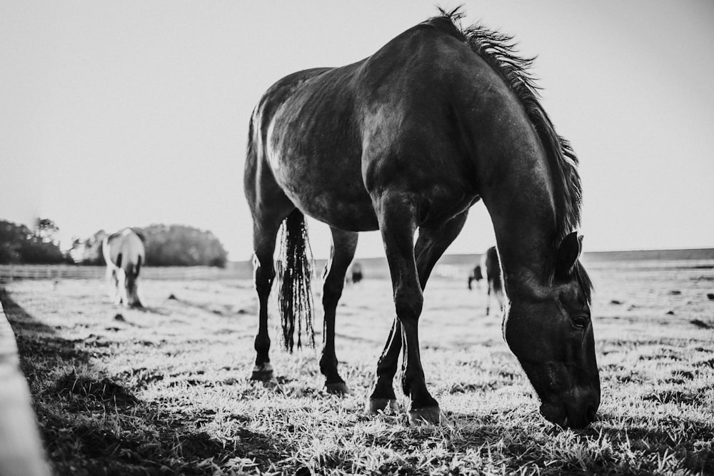 Photo en niveaux de gris d’un cheval mangeant de l’herbe