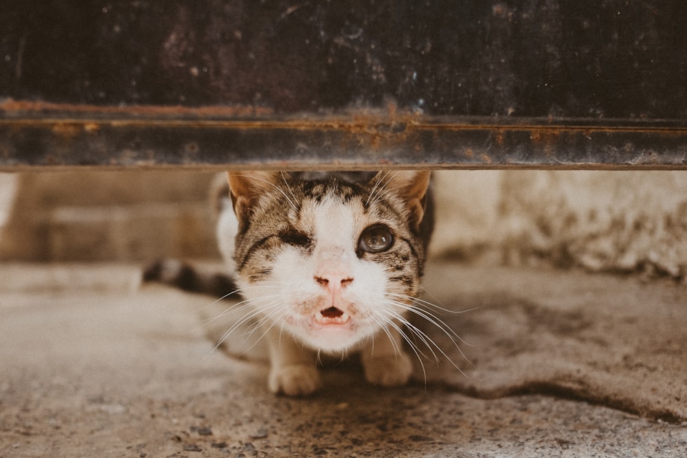 short-coated white and black kitten