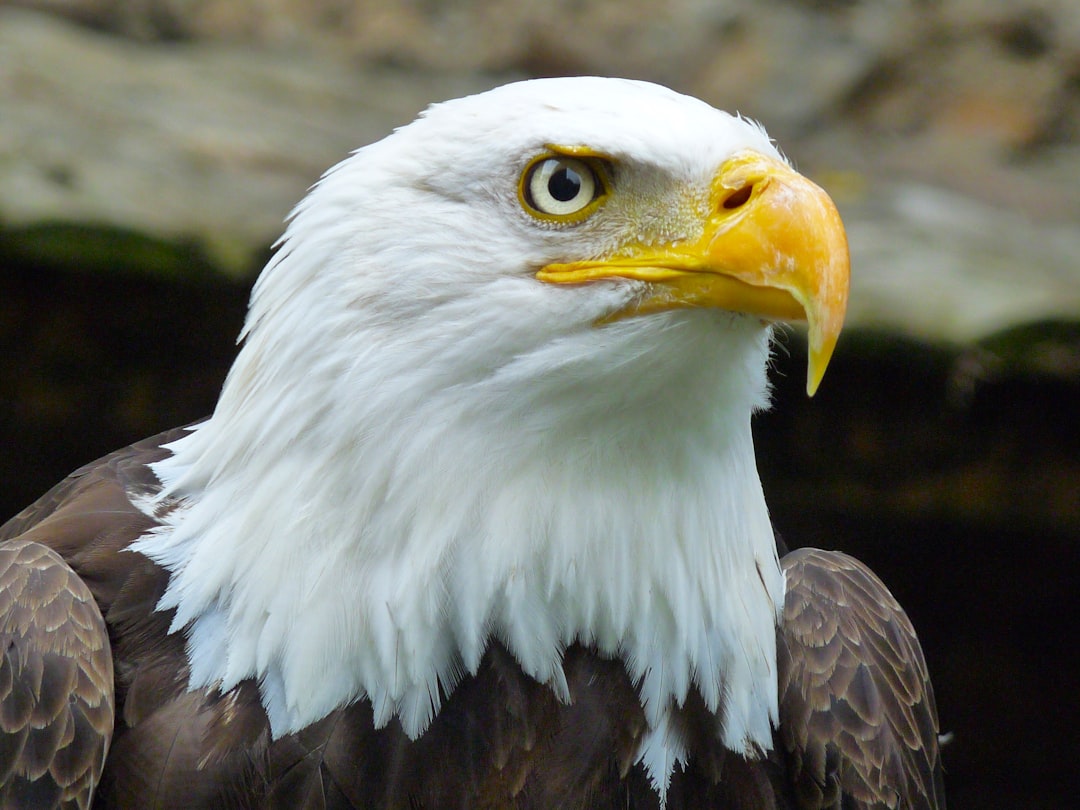 bald eagle