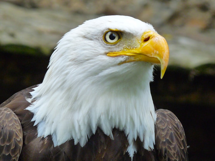 The Bald Eagle 