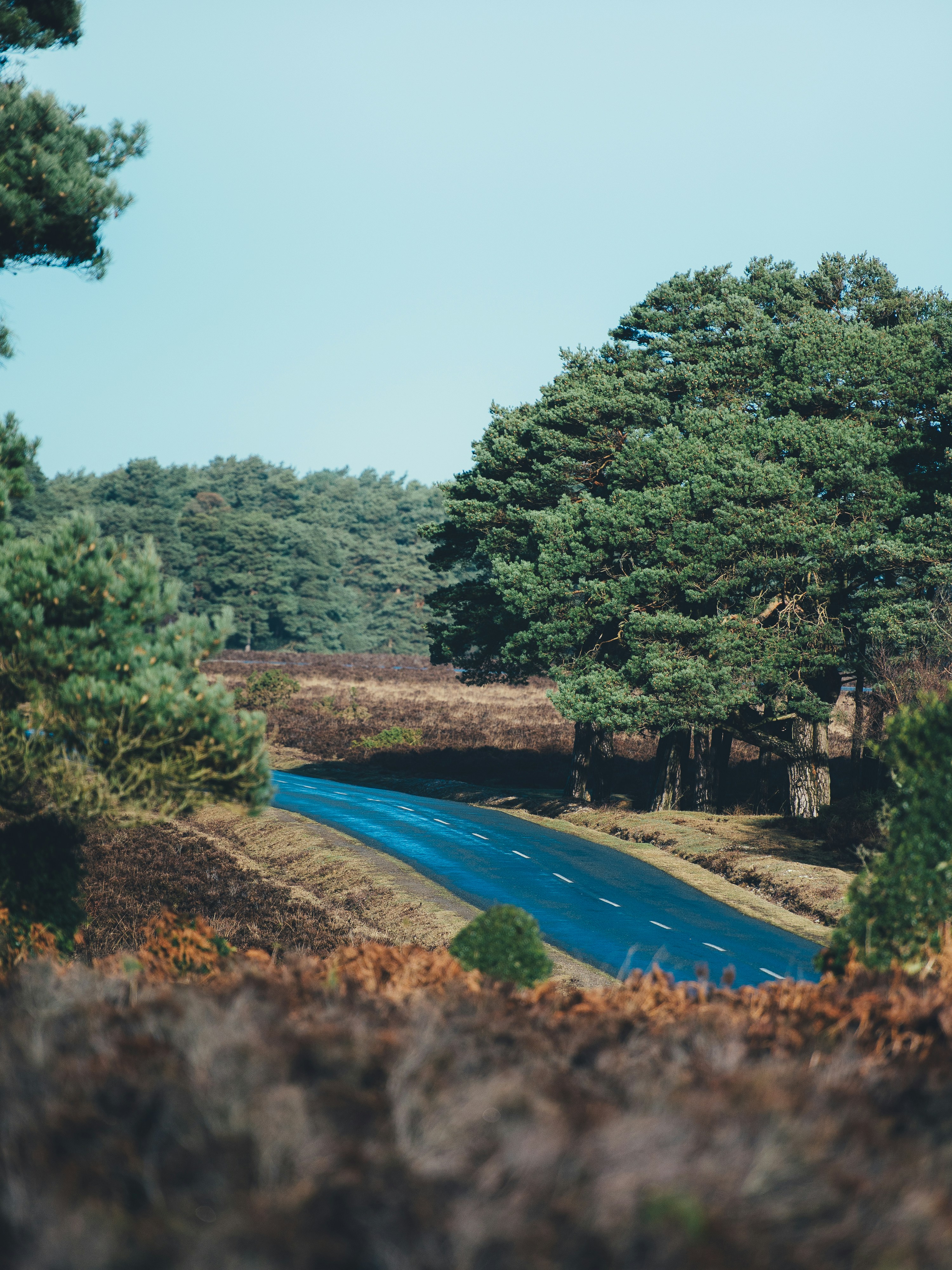 New Forest Raod