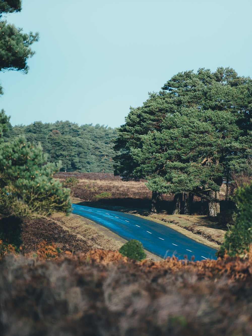 route entourée d’arbres pendant la journée