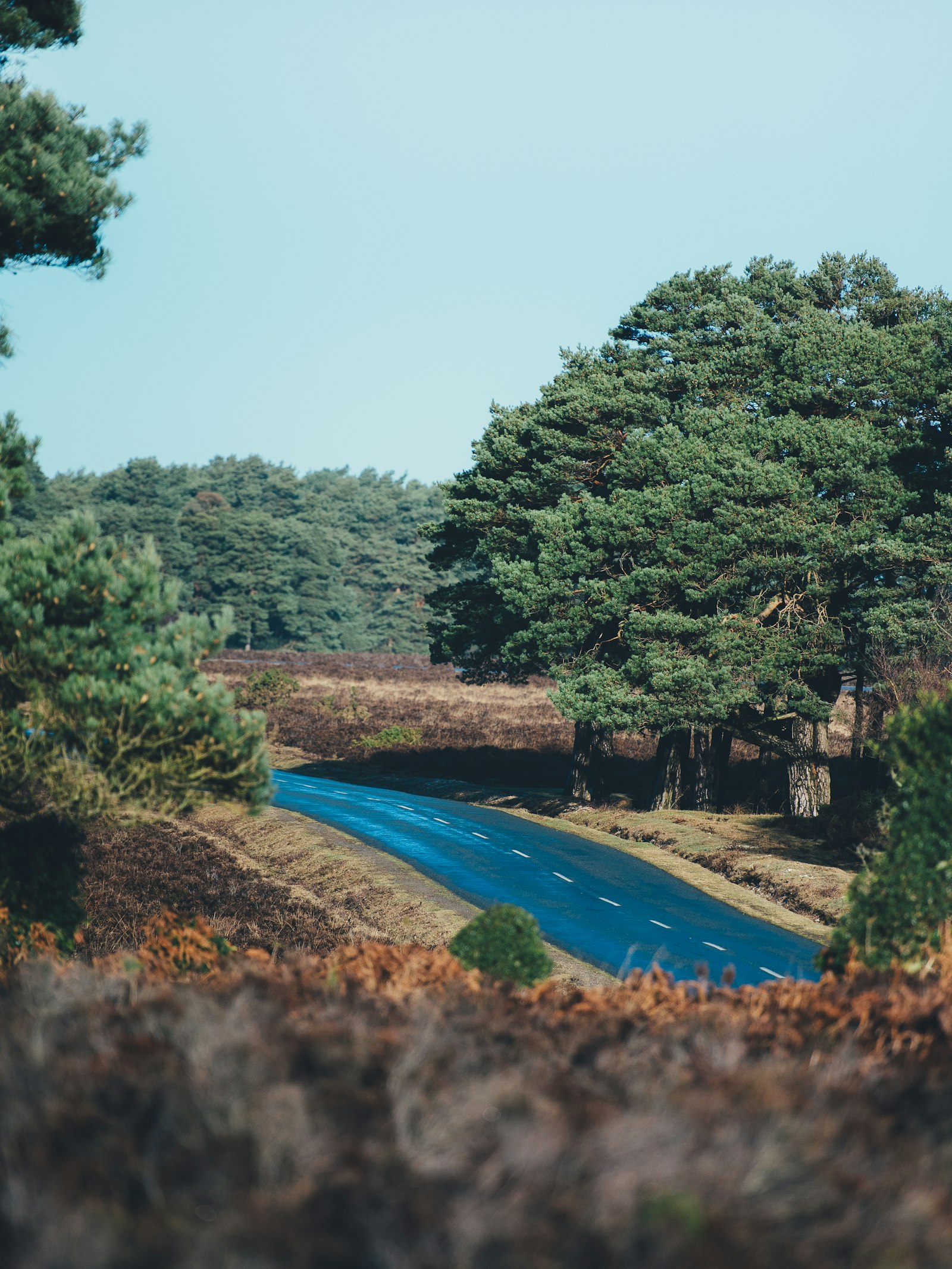 Nikon D4S + Nikon AF-S Nikkor 70-200mm F2.8G ED VR II sample photo. Road surrounded with tree photography