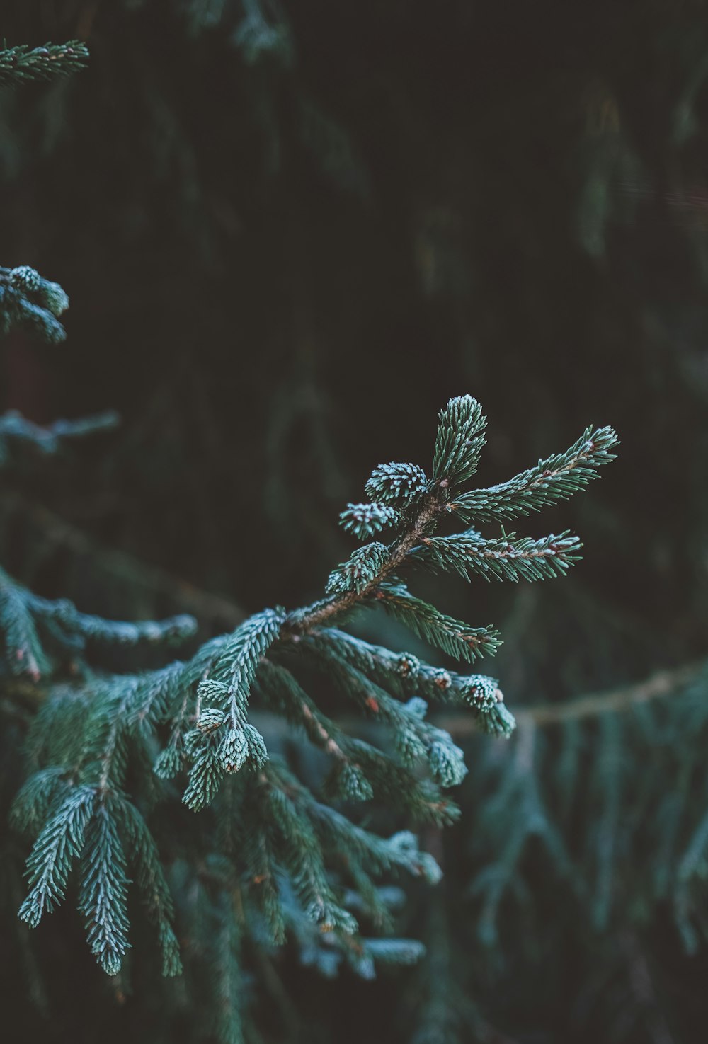 green fir tree in tilt shift lens photography